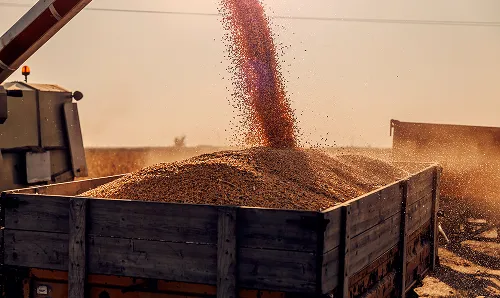 Wheat harvesting